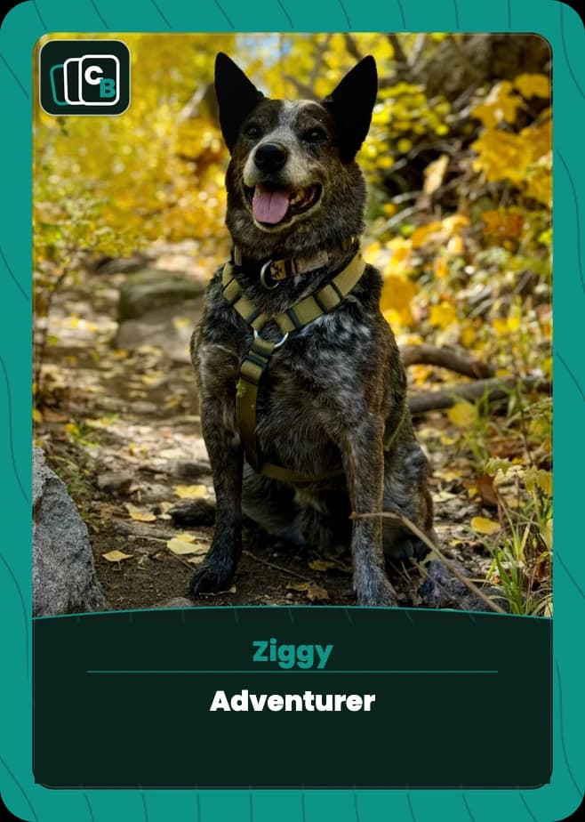 Real custom pet trading card featuring a dog on a woodland trail