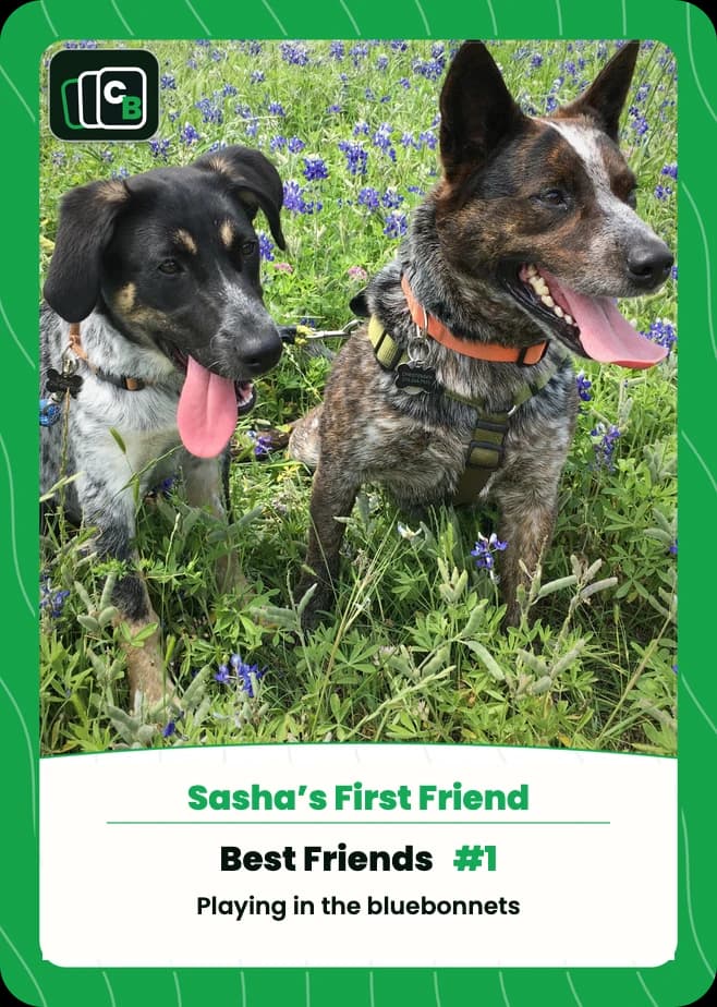 Real custom pet trading card featuring two dogs in bluebonnets